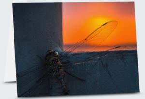 Dragon Night – Greeting Card